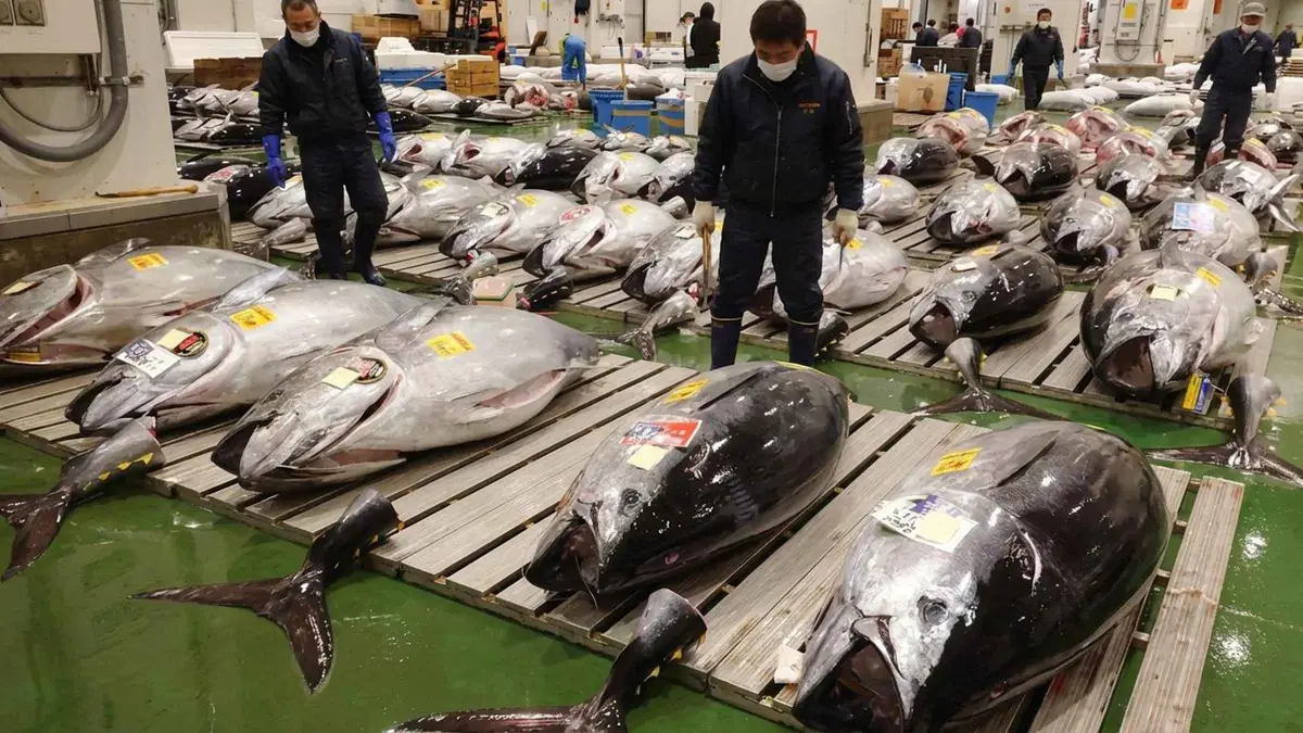 Visitors watching the bluefin tuna auction from the observation deck on a Toyosu Market morning tour in Tokyo